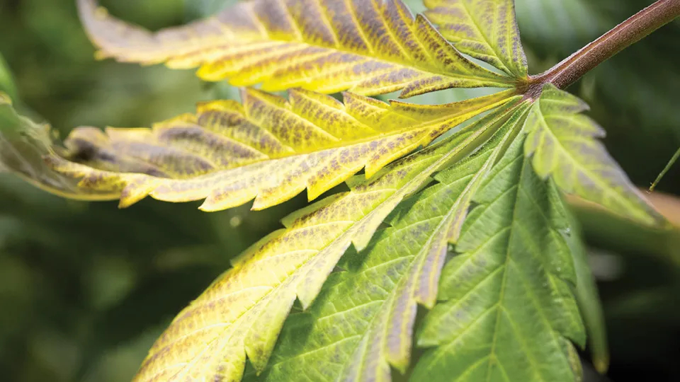 Hydroponic Community Engagement: Cultivating Connection and Sustainability