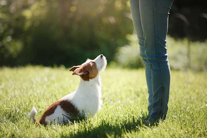 Easy Dog Training Tips For Quick Results